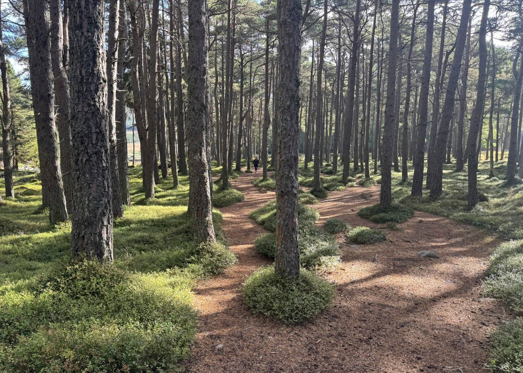 Woods above Altnaguibhsaich Lodge, Lochnagar