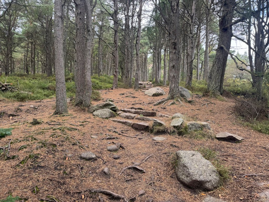 Path through Bennachie Forest